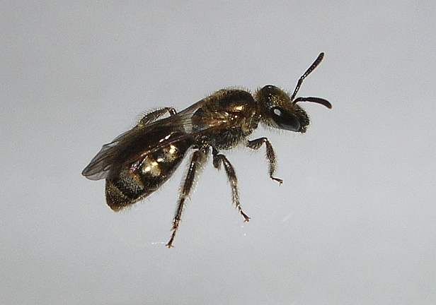 Colpa sexmaculata (Scolidae) e Apidae Halictinae.